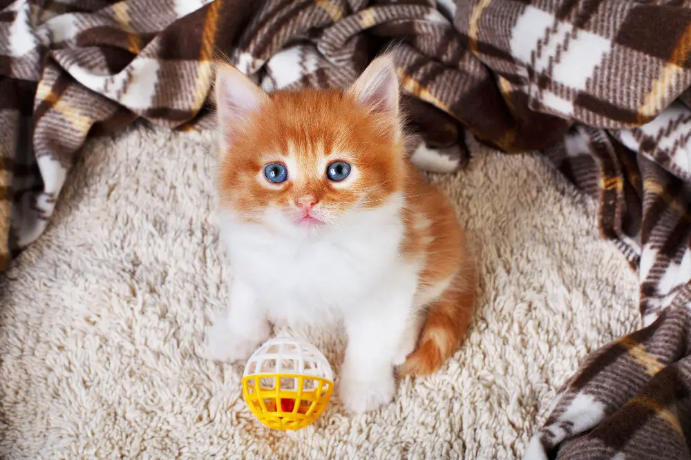 Kitten in a playpen
