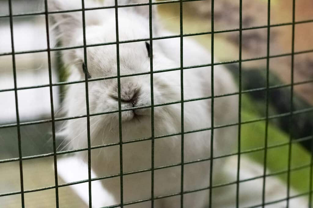 What to include in a rabbit playpen